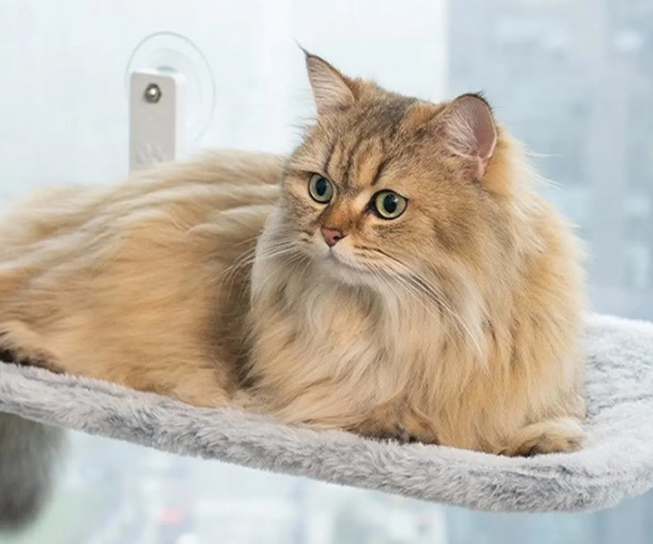 Ležišče za mačke na višini PET