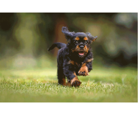 SJCAM FUNCAM+ otroški / mladostniški fotoaparat in kamera, črn SJCAM FUNCAM+ otroški / mladostniški fotoaparat in kamera, črn